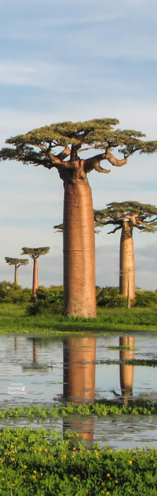 Indian Ocean Islands