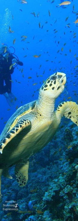 Zanzibar Islands - Indian Ocean